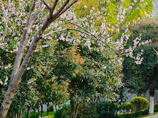 花园式美丽医院