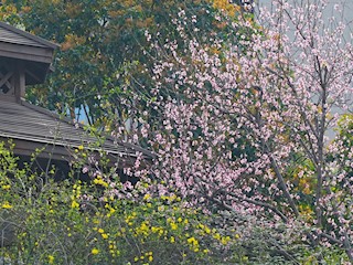 花园式美丽医院
