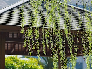 花园式美丽医院